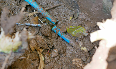 Top 5 Ways to Prevent Tree Roots From Damaging Your Plumbing System