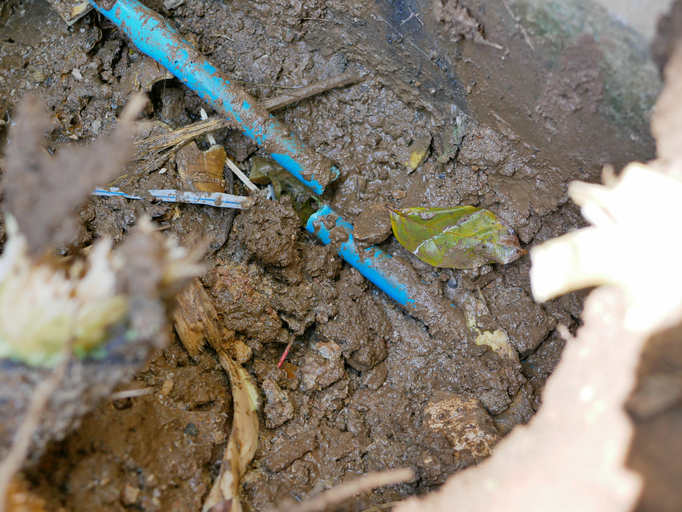 Top 5 Ways to Prevent Tree Roots From Damaging Your Plumbing System