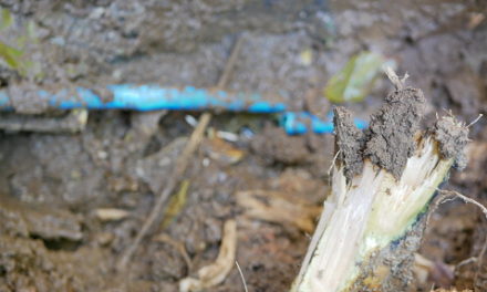 Signs That You May Have Tree Roots In Your Sewer Pipes