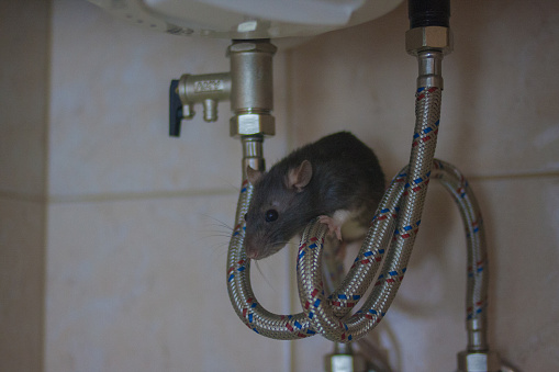 Critters That Can End Up In Your Plumbing
