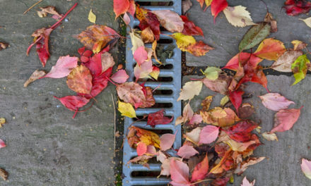 Frightful Foliage: How Fall Leaves Can Be a Nightmare For Your Sewer